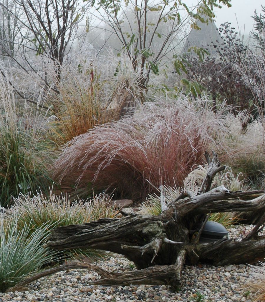 http://www.trawki.pl/files/andropogon%20scoparius%20prairie%20blues_2.jpg